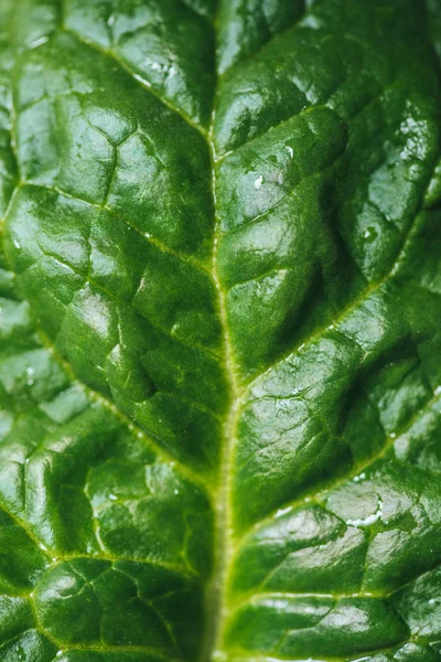 Close up of green organic spinach leaf — Stock Photo