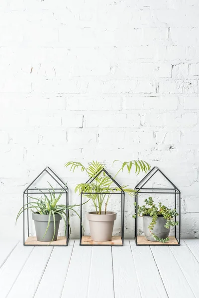 Green plants in pots on wooden table near white brick wall — Stock Photo