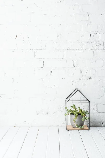 Plant in pot on rustic wooden table near white brick wall — Stock Photo