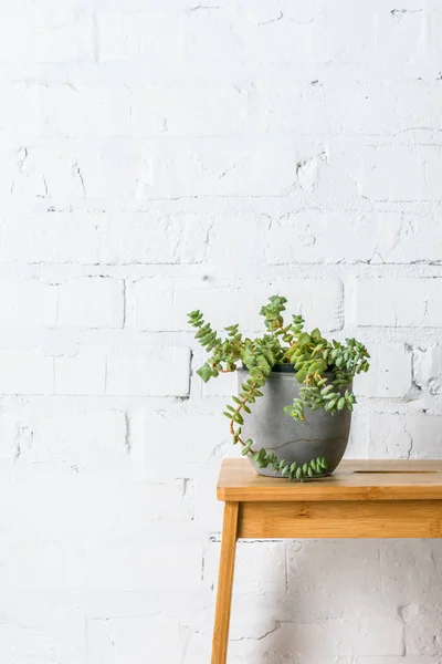 Planta verde no potenciômetro perto da parede branca do tijolo — Fotografia de Stock
