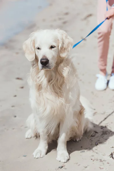 Golden Retriever Dog Sitting Sandy Beach — Free Stock Photo