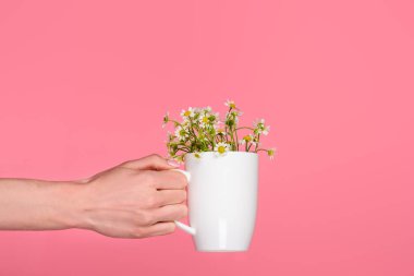 el ile güzel chamomiles pink izole Kupası tutarak kısmi görmek
