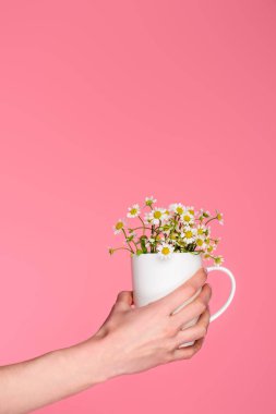 güzel chamomiles pink izole ile Kupası tutan kişi kırpılmış atış