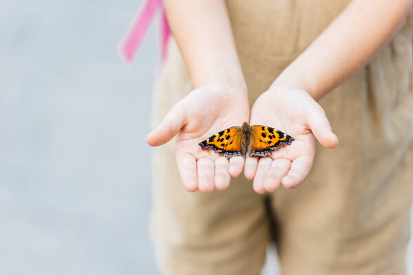 cropped shot of little child holding butterfly in hands