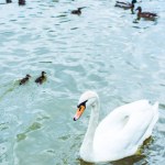 Высокий угол обзора белого лебедя, плавающего в голубом пруду с очаровательными утятами Высокий угол обзора белого лебедя, плавающего в голубом пруду с очаровательными утятами