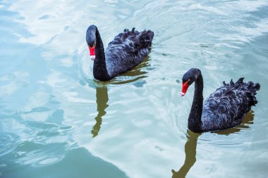 high angle view of couple of black swans swimming in blue pond together clipart