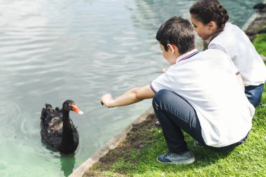 preteen schoolchildren feeding swan in park pond clipart
