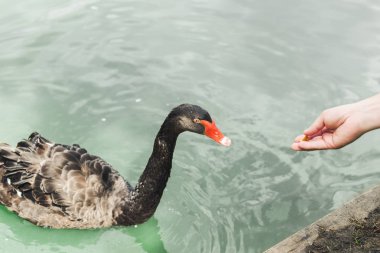 cropped shot of woman feeding beautiful black swan clipart