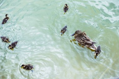 Anne ördek onun güzel ördek yavrusu mavi havuzda yüzme ile yüksek açılı görünüş