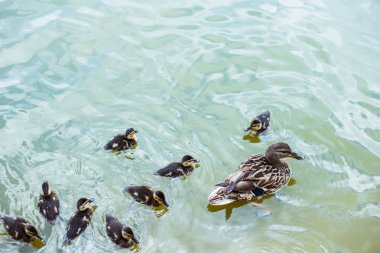 high angle view of mother duck with her ducklings swimming in blue pond clipart