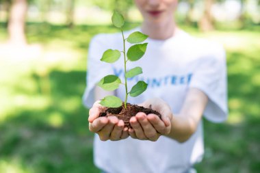 cropped view of volunteer holding ground with seedling in hands clipart