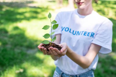 cropped view of female volunteer holding soil with sprout in hands clipart