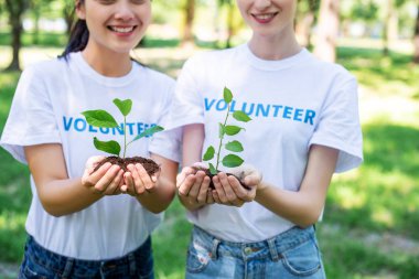 cropped view of volunteers holding soil with seedlings in hands clipart