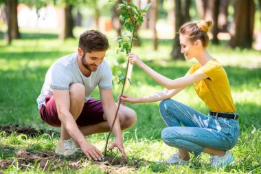 young couple planting new tree in park  clipart