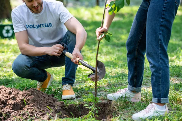 Vista Recortada Dos Voluntarios Plantando Nuevo Árbol Con Pala — Foto de Stock