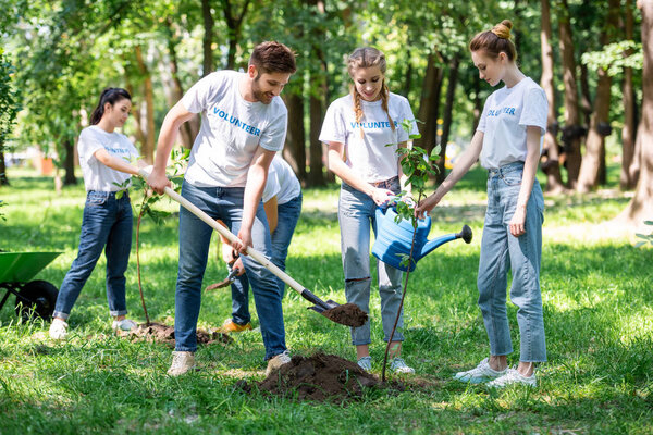 друзья сажают новые деревья в парке
