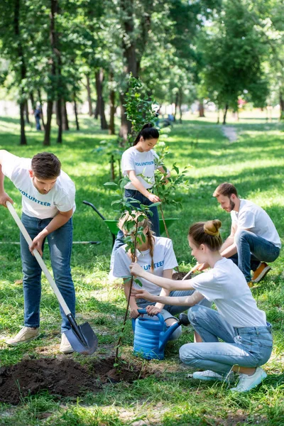 Vänner Frivilligarbete Och Plantering Nya Träd Parken Tillsammans — Stockfoto