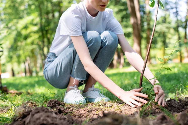 Beskuren Bild Unga Kvinnliga Frivilliga Plantera Nya Träd — Stockfoto