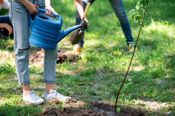 cropped view of female volunteer watering new tree