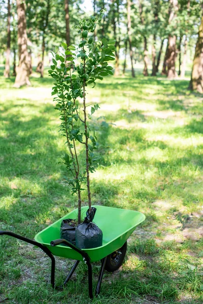 Zwei Bäume Für Setzlinge Schubkarre Park — Stockfoto