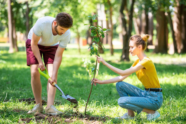 молодая пара сажает новое дерево в парке
 