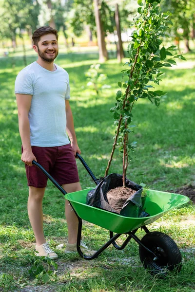 Pemuda Tersenyum Dengan Pohon Baru Gerobak Dorong — Stok Foto