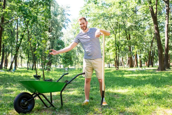 Man Met Kruiwagen Nieuwe Bomen Vrijwilligerswerk Park — Stockfoto