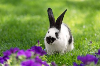 adorable black and white bunny on green grass near purple tobacco flowers clipart
