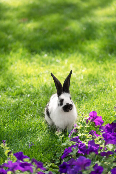 милый черный и белый кролик на зеленой траве рядом с фиолетовыми цветами табака
