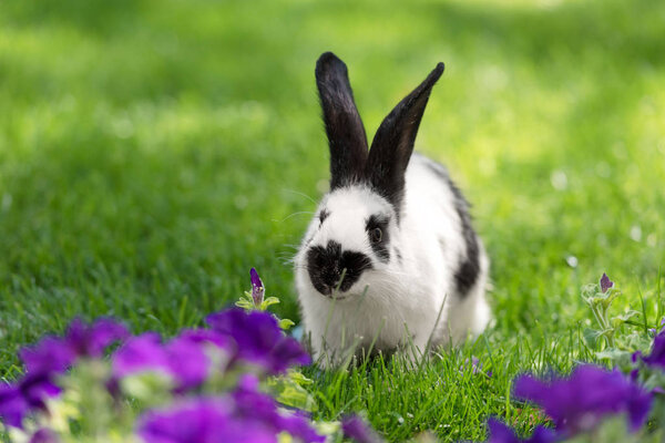 adorable black and white bunny on green grass near purple tobacco flowers