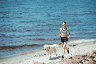 distant view of asian sportswoman running with golden retriever near sea  clipart