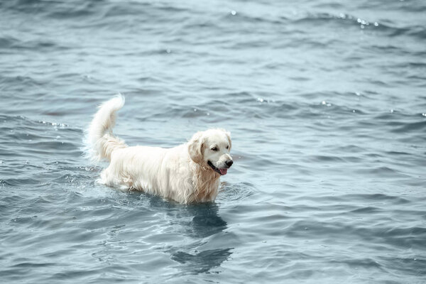 selective focus of golden retriever standing in sea 