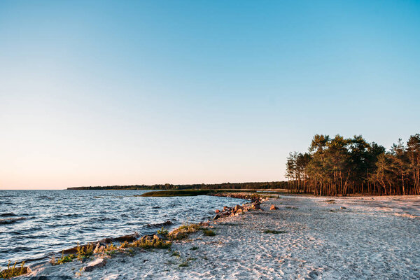beautiful landscape with forest on sandy sea coast at evening