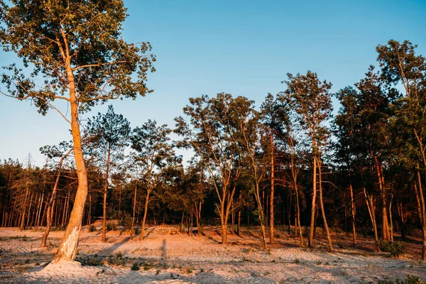 Beautiful Landscape Tall Trees Growing Sand Evening — Stock Photo, Image