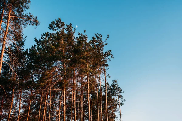 Mooi Landschap Met Hoge Bomen Tegen Blauwe Hemel Avond — Stockfoto