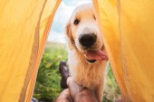 Ausgeschnittene Ansicht von Reisenden im Zelt mit lustigem Golden Retriever-Hund