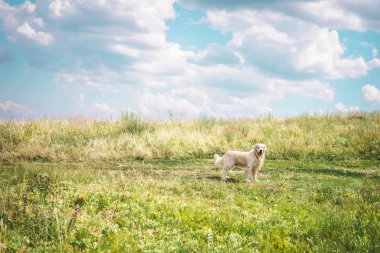 Golden retriever köpek ile bulutlu gökyüzü güzel çayır üzerinde
