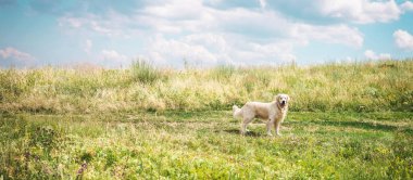 friendly golden retriever dog on beautiful meadow with cloudy sky clipart