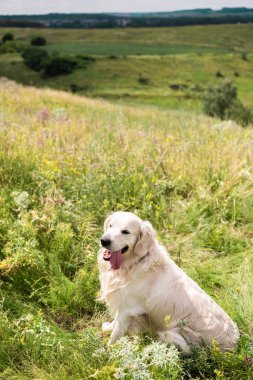 yeşil çayır üzerinde oturan sevimli golden retriever köpek 