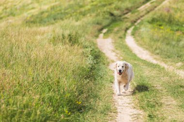 golden retriever köpek yeşil çayır yolda yürüyen