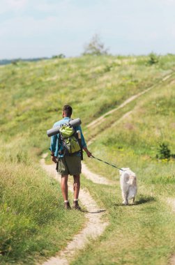 arkadan görünüşü ile golden retriever köpek yaz çayır yolda yürüyen turist