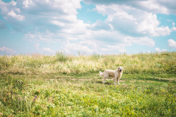 golden retriever dog on beautiful meadow with cloudy sky