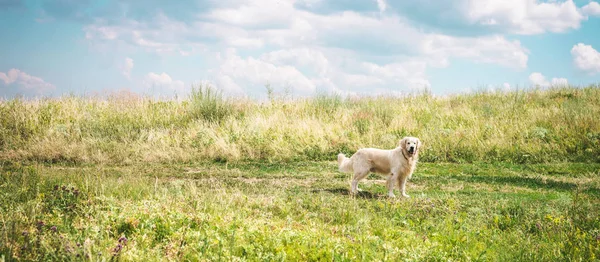 Vriendelijke Golden Retriever Hond Mooie Weide Met Bewolkte Hemel — Stockfoto