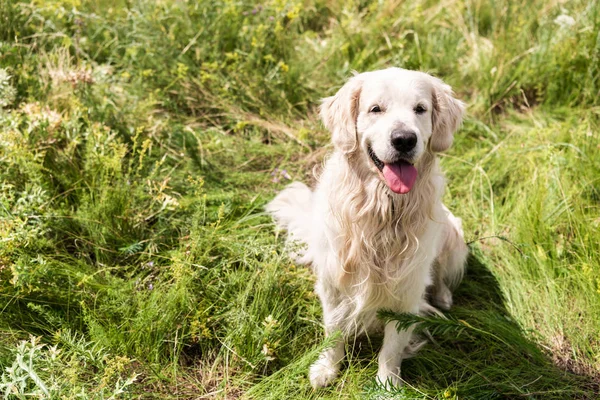 Roztomilý Zlatý Retrívr Pes Sedí Zelené Trávě — Stock fotografie