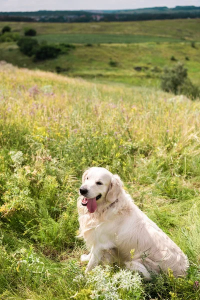 Cute Golden Retriever Dog Sitting Green Meadow — Stock Photo, Image