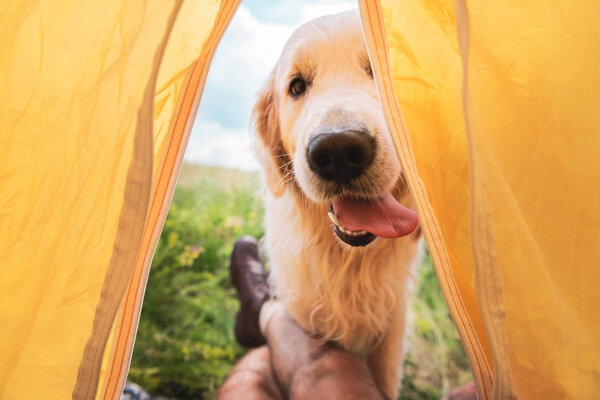 cropped view of traveler in tent with funny golden retriever dog