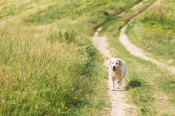 Golden Retriever Hund Promenader Bana Grön Äng — Stockfoto