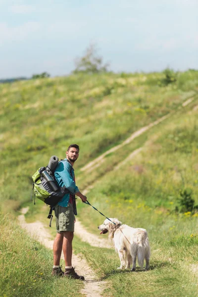 Путешественник Гуляет Золотой Собакой Ретривер Тропе Летнем Поле — стоковое фото