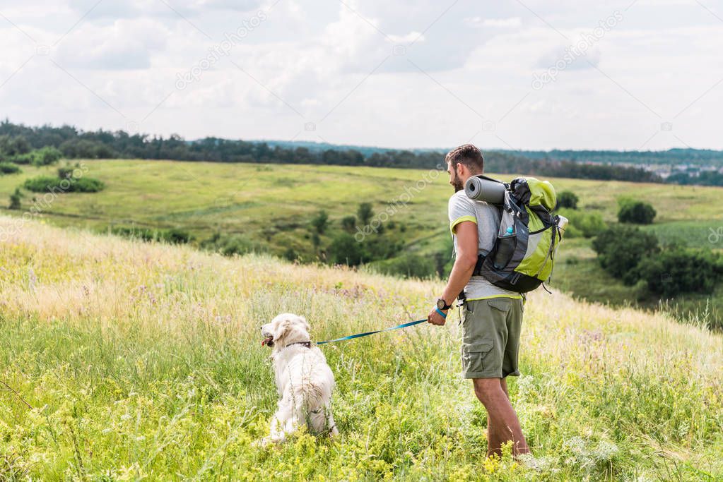 back view of tourist with backpack walking with dog on summer meadow