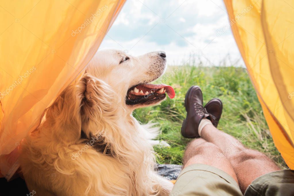 partial view of tourist in tent with golden retriever dog on meadow